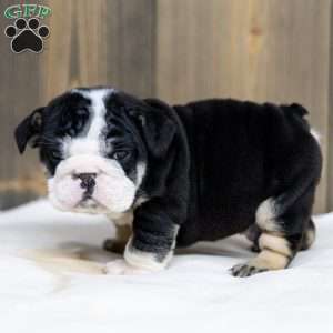 Inky Shadow, English Bulldog Puppy